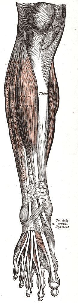 Muscles of the anterior leg2